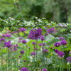 Purple Sensation Allium Bulbs