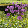 Purple Sensation Allium Bulbs