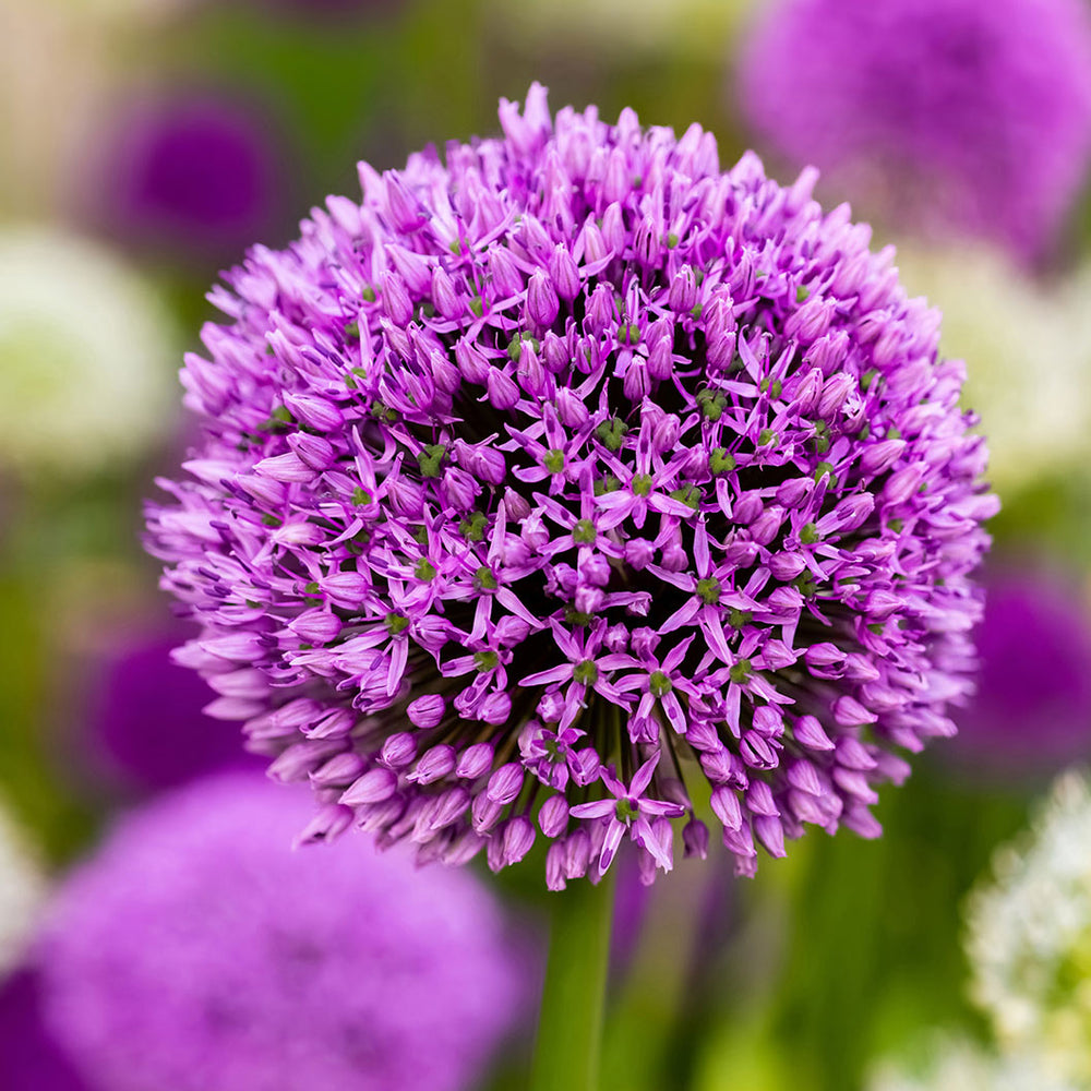 Purple Sensation Allium Bulbs