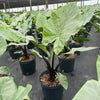 Alocasia Dark Star Shrub