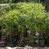 Amethyst Falls Wisteria Vine