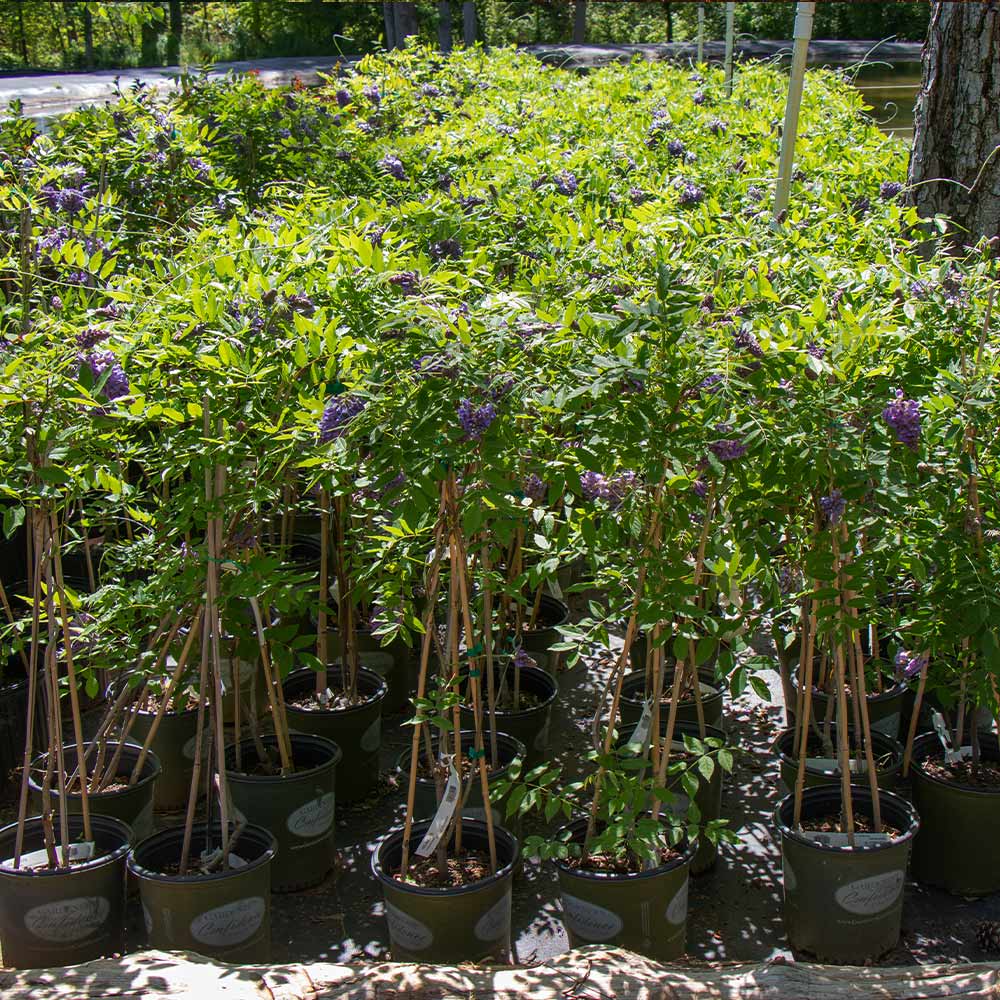 Amethyst Falls Wisteria Vine