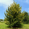 American Hornbeam Tree