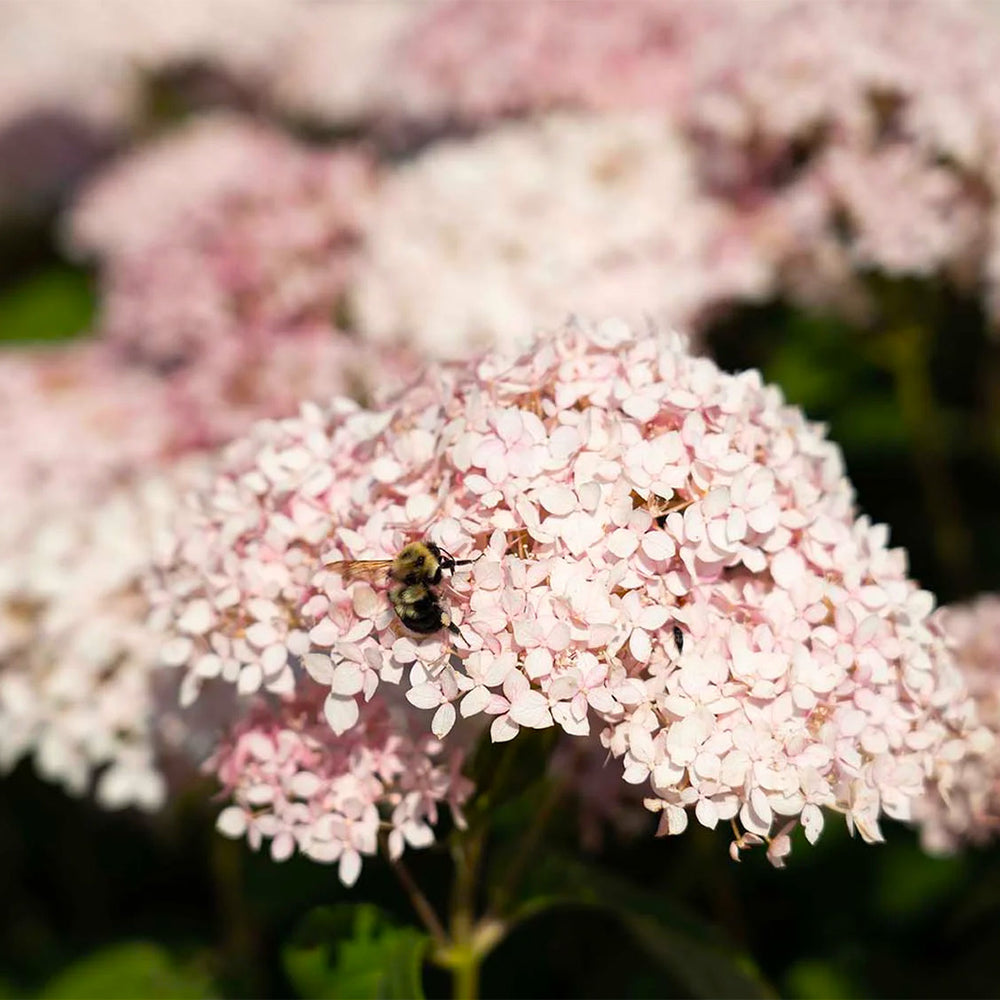 American Lace™ Pink Smooth Hydrangea Shrub