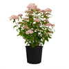 American Lace™ Pink Smooth Hydrangea Shrub