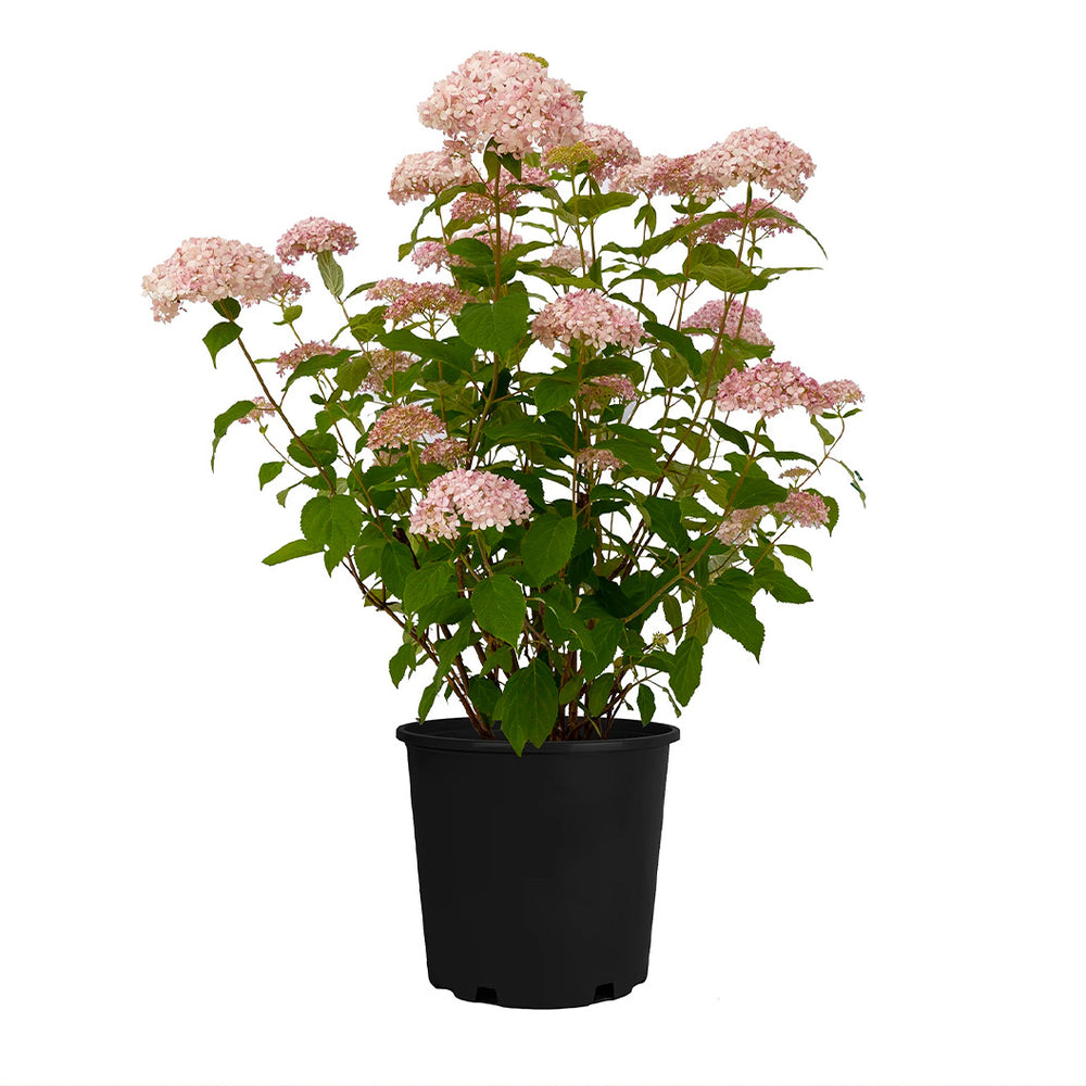 American Lace™ Pink Smooth Hydrangea Shrub