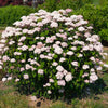 American Lace™ Pink Smooth Hydrangea Shrub