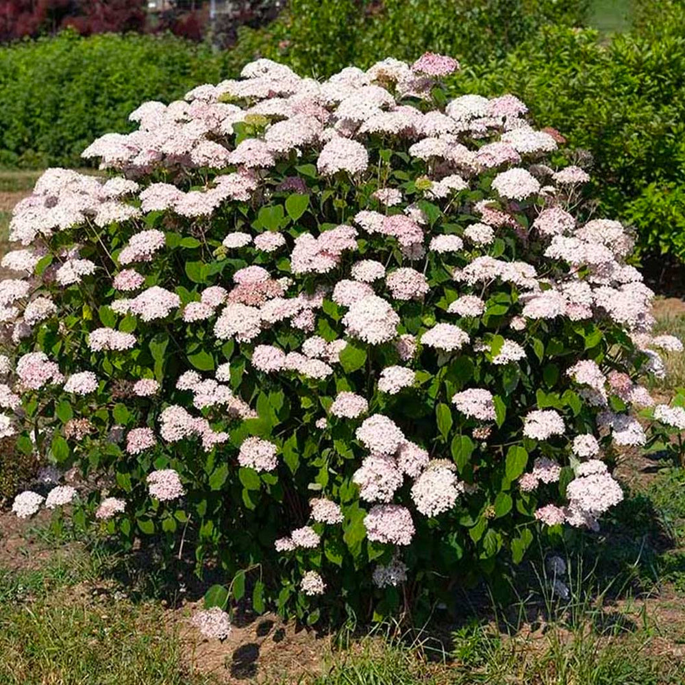 American Lace™ Pink Smooth Hydrangea Shrub