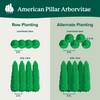 Full Speed A Hedge® American Pillar Arborvitae