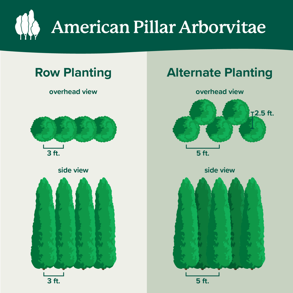 Full Speed A Hedge® American Pillar Arborvitae