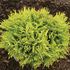 Proven Winners® ColorChoice® Anna's Magic Ball® Arborvitae Shrub