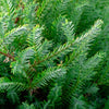 Southern Living® Pancake™ Arborvitae Shrub