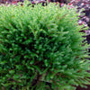 Southern Living® Pancake™ Arborvitae Shrub
