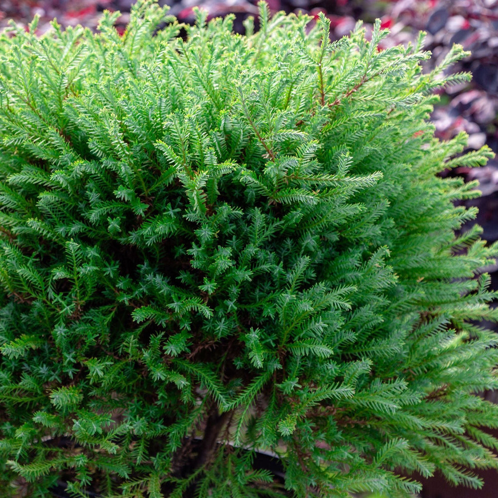 Southern Living® Pancake™ Arborvitae Shrub