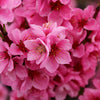 Arctic Babe Patio Nectarine Tree