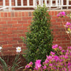 Arrow Point® Japanese Holly