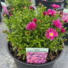Kickin® Carmine Red Aster Plant