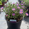 Woods Purple Aster Plant