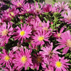 Kickin® Carmine Red Aster Plant
