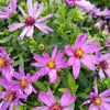 Woods Purple Aster Plant