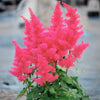 Music™ Drum & Bass Astilbe Plant