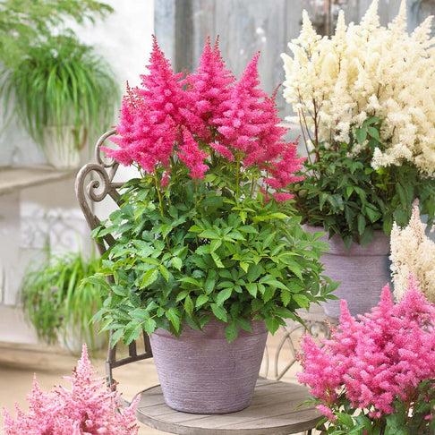 Music™ Drum & Bass Astilbe Plant