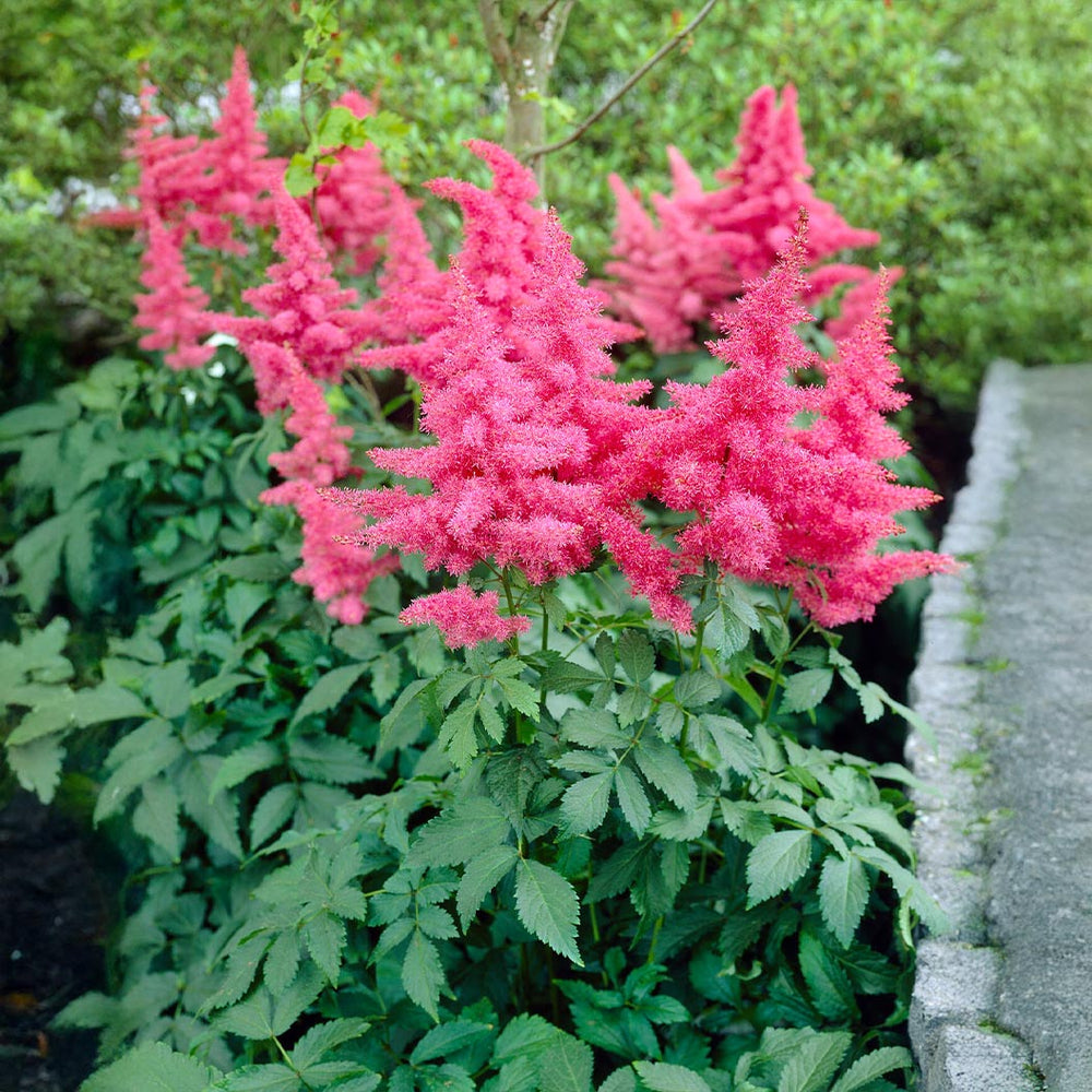 Music™ Drum & Bass Astilbe Plant