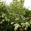Aurora Dogwood Tree
