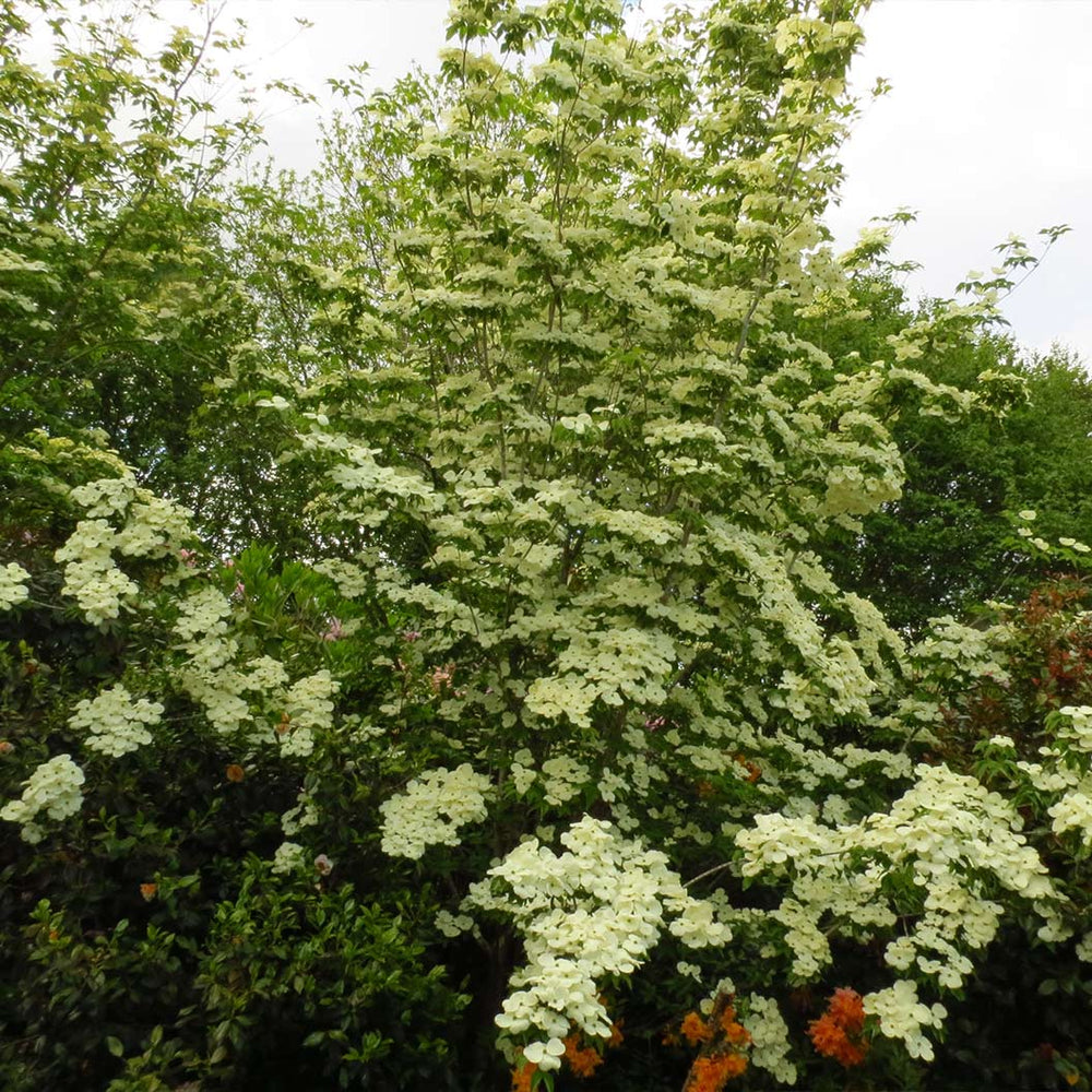 Aurora Dogwood Tree