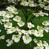 Aurora Dogwood Tree