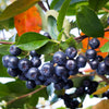 Autumn Magic Black Chokeberry Shrub