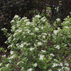 Autumn Magic Black Chokeberry Shrub