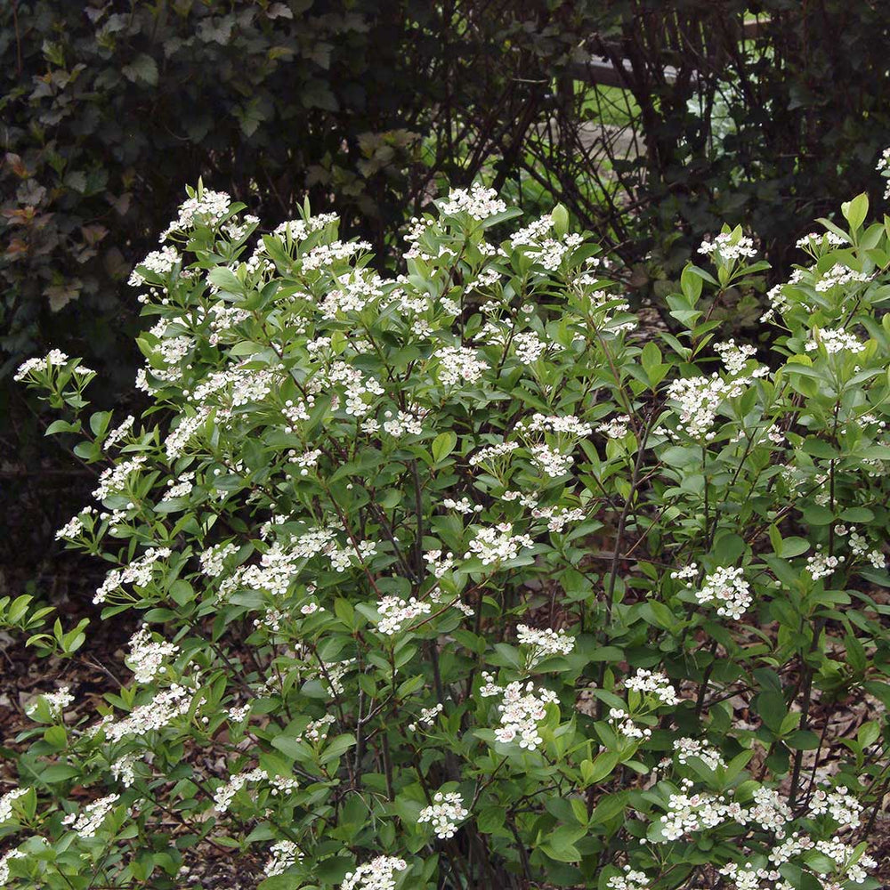 Autumn Magic Black Chokeberry Shrub