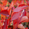 Autumn Magic Black Chokeberry Shrub