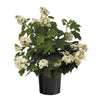 Autumn Reprise Oakleaf Hydrangea Shrub