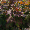 Autumn Reprise Oakleaf Hydrangea Shrub