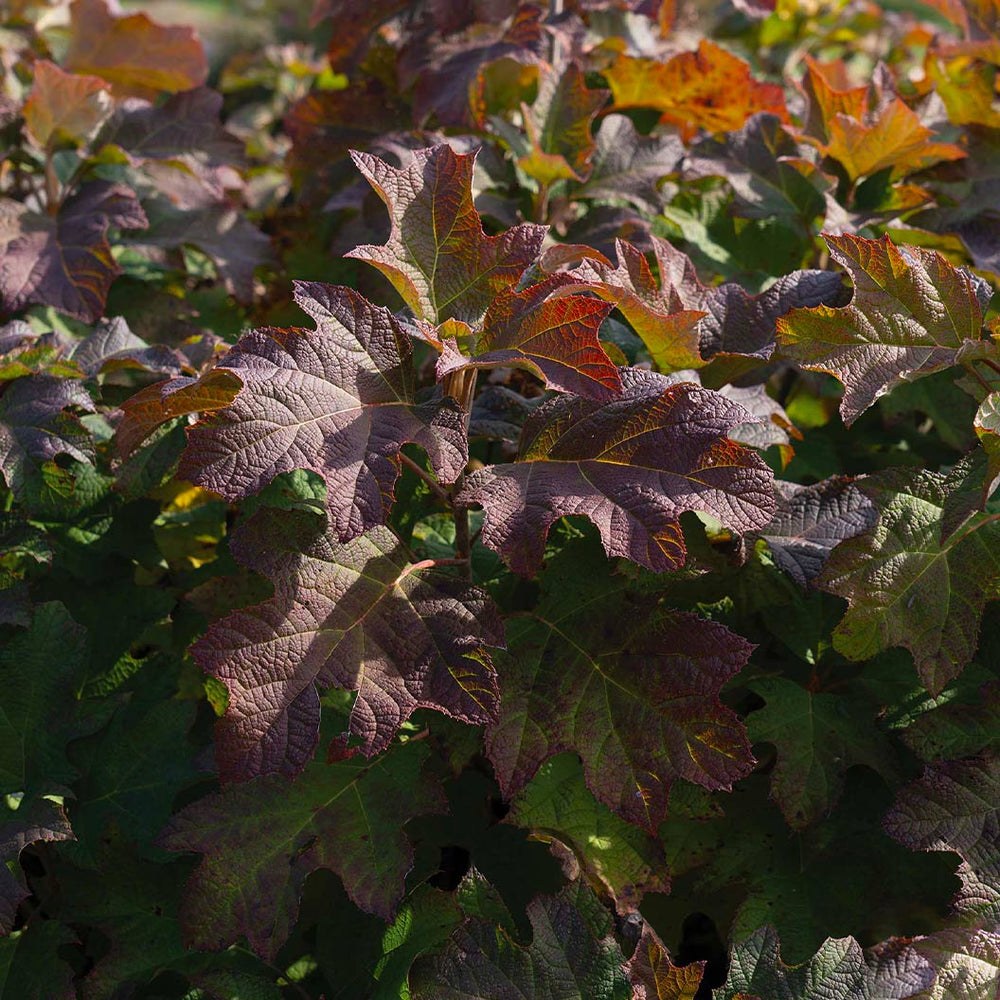 Autumn Reprise Oakleaf Hydrangea Shrub