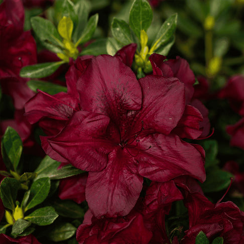 Encore® Azaleas Autumn Velvet® Azalea Shrub