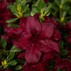 Encore® Azaleas Autumn Velvet® Azalea Shrub