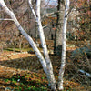 Proven Winners® Avalanche™ Birch Tree