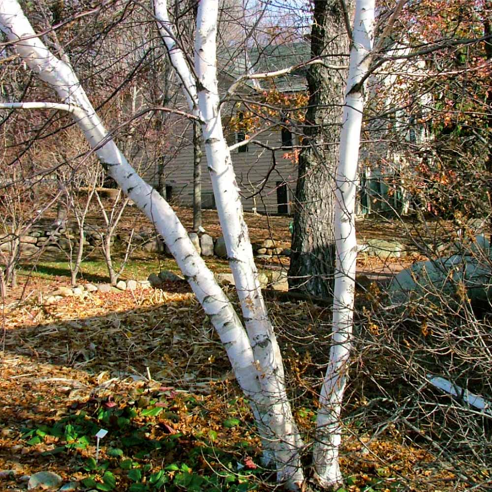 Proven Winners® Avalanche™ Birch Tree