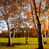 Proven Winners® Avalanche™ Birch Tree
