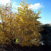 Proven Winners® Avalanche™ Birch Tree