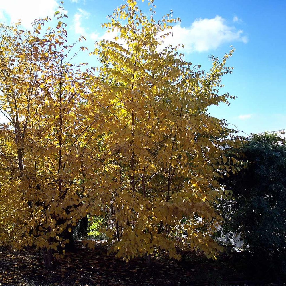 Proven Winners® Avalanche™ Birch Tree