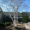 Proven Winners® Avalanche™ Birch Tree