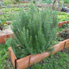 Barbeque Rosemary Plant