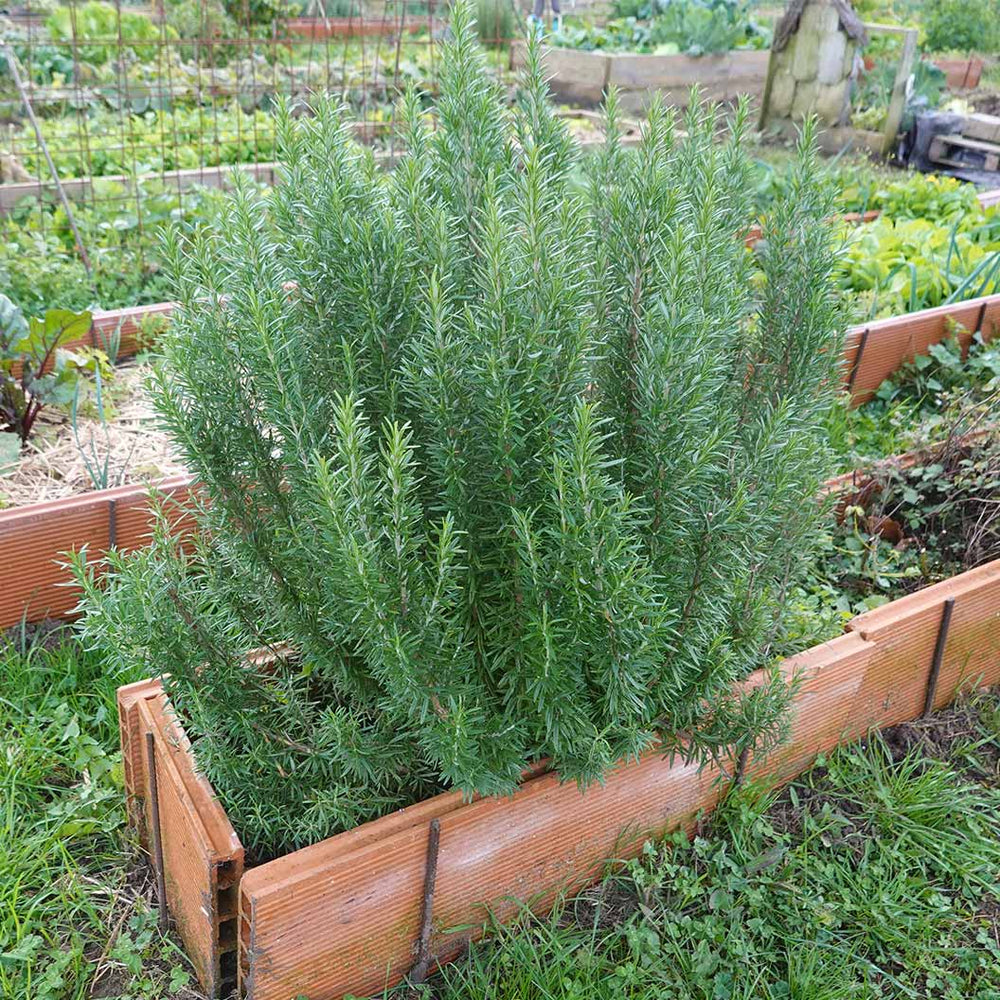Barbeque Rosemary Plant
