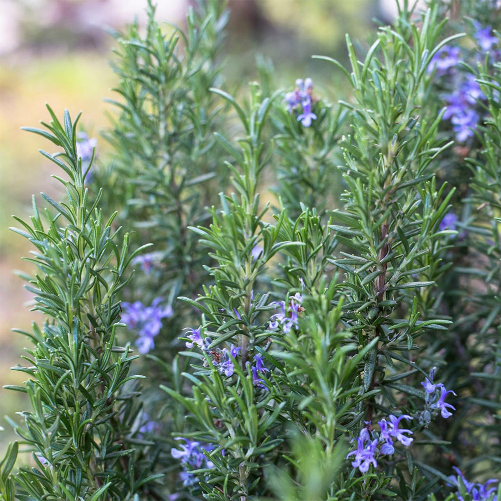 Barbeque Rosemary Plant