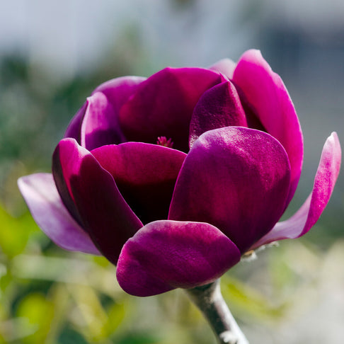 Black Tulip Hybrid Magnolia Tree