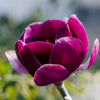 Black Tulip Hybrid Magnolia Tree